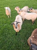 Maasduinenrammen, Dieren en Toebehoren, Schapen, Geiten en Varkens, Mannelijk, Schaap