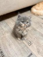 Twee Perzische poezen kittens, Dieren en Toebehoren, Poes, Ontwormd