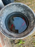 Vijver vissen, Dieren en Toebehoren, Goudvis(sen)