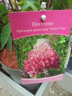 Laagblijvende pluimhortensia roze, Overige soorten, Vaste plant, Ophalen of Verzenden, Halfschaduw