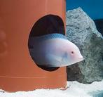Albino Dolfijn Cichliden, Cyrtocara Moorii Albino ACTIE!, Vis, Zoetwatervis