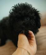 Maltipoo pup, Dieren en Toebehoren, Honden | Chihuahua's en Gezelschapshonden, CDV (hondenziekte), 8 tot 15 weken, Eén hond, Nederland