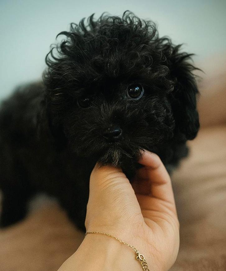 Maltipoo pup, Dieren en Toebehoren, Honden | Chihuahua's en Gezelschapshonden, Reu, Overige rassen, Fokker | Hobbymatig, Eén hond