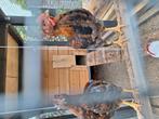 3 jonge welsumer hanen, Dieren en Toebehoren, Pluimvee, Mannelijk, Kip