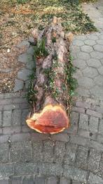 Boomstam Taxus - Uniek stuk! Ca 200cm, Ophalen, Gebruikt, Overige typen, Hardhout