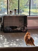 Hondenbench + orthopedisch kussen, Ophalen, Gebruikt