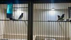 Zwartkopsijzen, Dieren en Toebehoren, Vogels | Overige Vogels, Meerdere dieren, Tropenvogel
