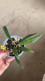 Hoya Sulawesiana, Ophalen of Verzenden, Overige soorten, Minder dan 100 cm