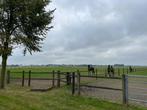 Opfok Zuid-Beijerland heeft weer plek voor veulens van 2025!, Weidegang