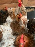 Broedeieren Cochin kriel goud blauw/zwart gezoomd, Dieren en Toebehoren, Geslacht onbekend, Kip