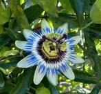 Passiebloem/ passiflora stekjes te koop, Ophalen of Verzenden, Zomer, Overige soorten, Volle zon