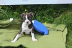 Boston terrier pups uit nest te kiezen, Rabiës (hondsdolheid), 15 weken tot 1 jaar, Overige rassen, Buitenland