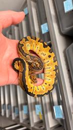0.1 special leopard clown ball python