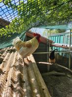 Beige Middelgrote Haan, Dieren en Toebehoren, Mannelijk