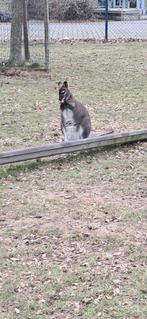 Bennett Wallaby vrouwtjes te koop, Dieren en Toebehoren, Overige Dieren, Januari, Vrouwelijk