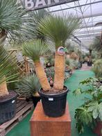 Yucca rostrata Multitrunc / Dubbelstam. VERKOCHT !!!, Tuin en Terras, Planten | Tuinplanten, Vaste plant, Ophalen of Verzenden