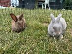 2 tamme vrouwtjes konijnen 4 maanden oud, Dieren en Toebehoren, Konijnen, Vrouwelijk