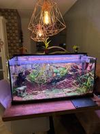Juwel aquarium 80x40 (met pomp), Dieren en Toebehoren, Vissen | Aquaria en Toebehoren, Ophalen, Gebruikt, Leeg aquarium