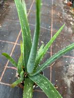 Aloe vera, Huis en Inrichting, Kamerplanten, Ophalen of Verzenden, Overige soorten, Minder dan 100 cm