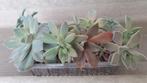 bakje 1 met vetplanten echeveria graptopetalum, Vetplant, Ophalen of Verzenden, In pot, Minder dan 100 cm