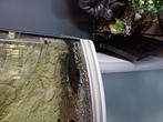 Te koop algeneters en grote chiclides, Vis, Zoetwatervis