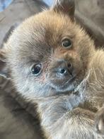 Pomeriaan kruising teef, Keeshond, Teef, Eén hond, Nederland