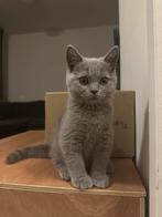 Britse korthaar poesje te koop., Dieren en Toebehoren, Katten en Kittens | Raskatten | Korthaar, Poes, Gechipt, 0 tot 2 jaar