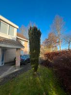 Hele oude taxus > 20 jaar, Ophalen, Bloeit niet, Halfschaduw, Overige soorten