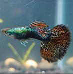 Unieke (mixed) Platinum Dragon Guppen, Dieren en Toebehoren, Vis