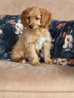 Prachtige Mini Doodle Pups 🩵💗, Dieren en Toebehoren, Honden | Chihuahua's en Gezelschapshonden, Nederland, Overige rassen, CDV (hondenziekte)