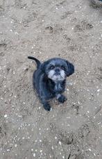 Gouden 5-sterren mandje gezocht voor mijn trouwe viervoeter, Dieren en Toebehoren, Honden | Chihuahua's en Gezelschapshonden, 6 jaar of ouder