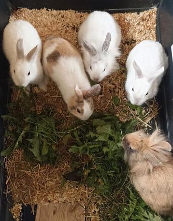 6 Jong baby konijnen beschikbaar voor biedingen