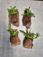 hertshoorn op kurk maat S, Ophalen of Verzenden, Halfschaduw, Minder dan 100 cm