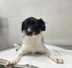 Een Brok Liefde Wacht Op Jou – Help Puppy Uit Oorlog, Dieren en Toebehoren, Particulier, Rabiës (hondsdolheid), 15 weken tot 1 jaar