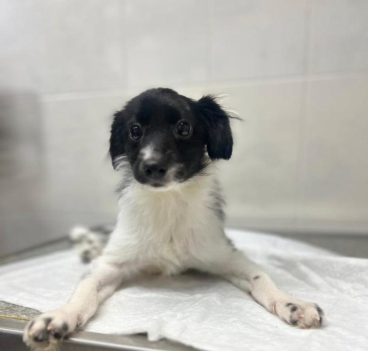 Een Brok Liefde Wacht Op Jou – Help Puppy Uit Oorlog, Dieren en Toebehoren, Honden | Niet-rashonden, Klein, Reu, Particulier, Eén hond