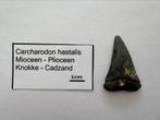 Carcharodon hastalis (6), Verzamelen, Mineralen en Fossielen, Ophalen of Verzenden, Fossiel