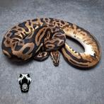 1.0 Pastel Leopard Spotnose Het Pied (Python regius), Dieren en Toebehoren, Reptielen en Amfibieën, Slang, Tam, 3 tot 6 jaar
