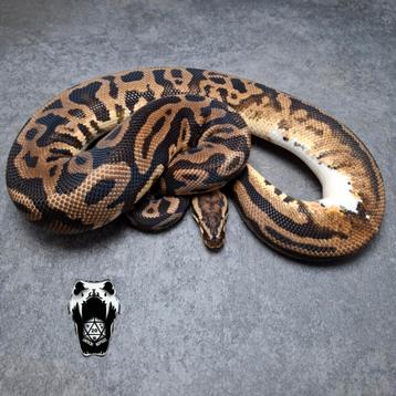 1.0 Pastel Leopard Spotnose Het Pied (Python regius) beschikbaar voor biedingen