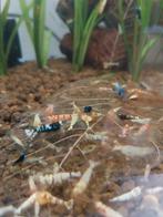 Caridina garnalen met taiwanbee gen, Dieren en Toebehoren, Kreeft, Krab of Garnaal