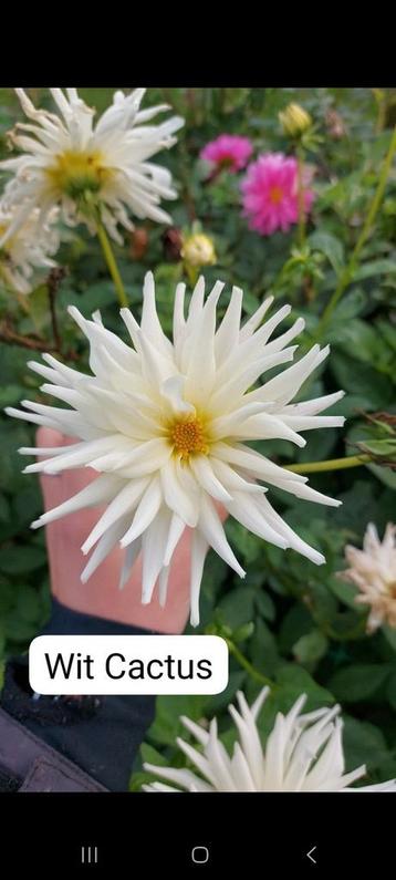 Dahlia Knollen - Prachtige Bloemen! beschikbaar voor biedingen