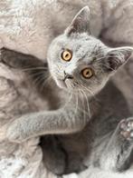 Britse korthaar kitten poesje 12 weken helemaal dol op water, Dieren en Toebehoren, Katten en Kittens | Raskatten | Korthaar, Poes