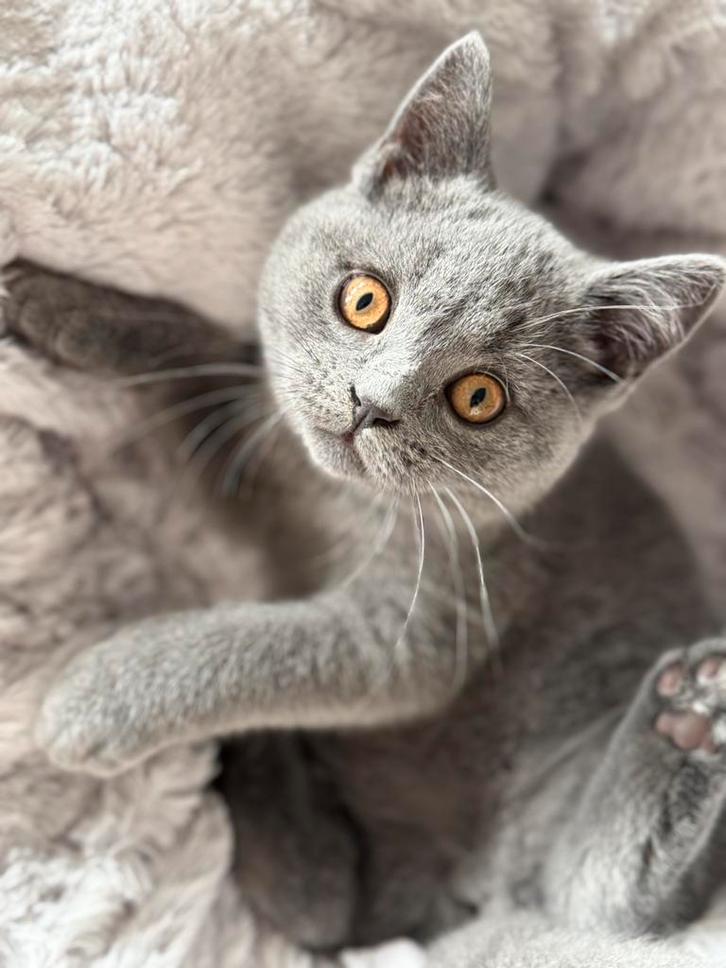 Britse korthaar kitten poesje 12 weken helemaal dol op water, Dieren en Toebehoren, Katten en Kittens | Raskatten | Korthaar, Poes