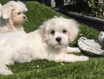 Te koop leuk e boomer pups, Dieren en Toebehoren, Honden | Niet-rashonden, Nederland, CDV (hondenziekte), 8 tot 15 weken, Meerdere