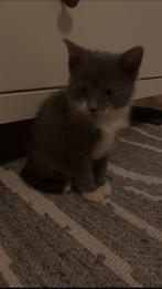 hij is half bitse korthaar en  half europese korthaar, Dieren en Toebehoren, Katten en Kittens | Overige Katten