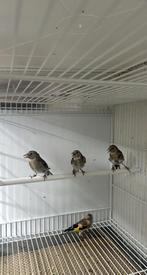 Jonge putters 2025, Dieren en Toebehoren, Vogels | Overige Vogels, Meerdere dieren, Wildzangvogel, Geringd