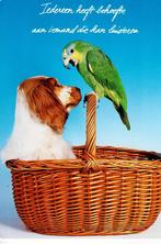 Blauwkop papagaai schreeuwt tegen de brave spanil 68, Gelopen, Ophalen of Verzenden, Knaagdier, 1980 tot heden