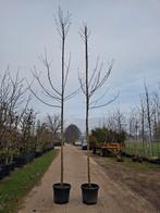 Hoogstam Prunus serrulata Kanzan in pot, sierkers, Leiboom, Ophalen of Verzenden, Lente, 250 tot 400 cm