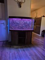 Juwel vision 260, Ophalen, Leeg aquarium