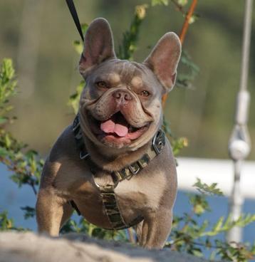 Franse bulldog dekreu Isabella and Tan, langere neus, getest beschikbaar voor biedingen