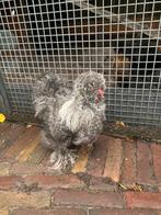 Gratis zijdehoen haan af te halen., Mannelijk, Kip